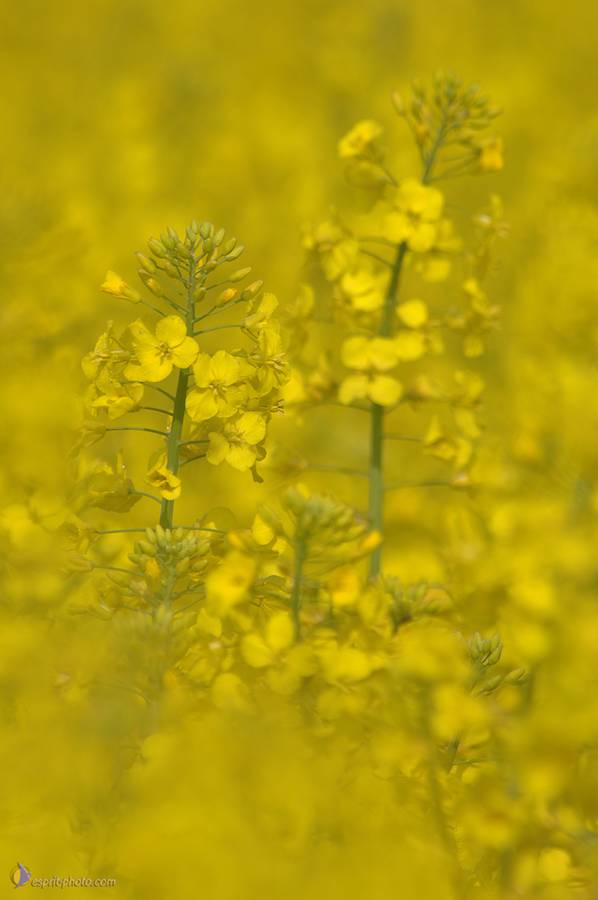 Nom de l'image : D2162576_1_(c)Norbert-JUNG — Description :